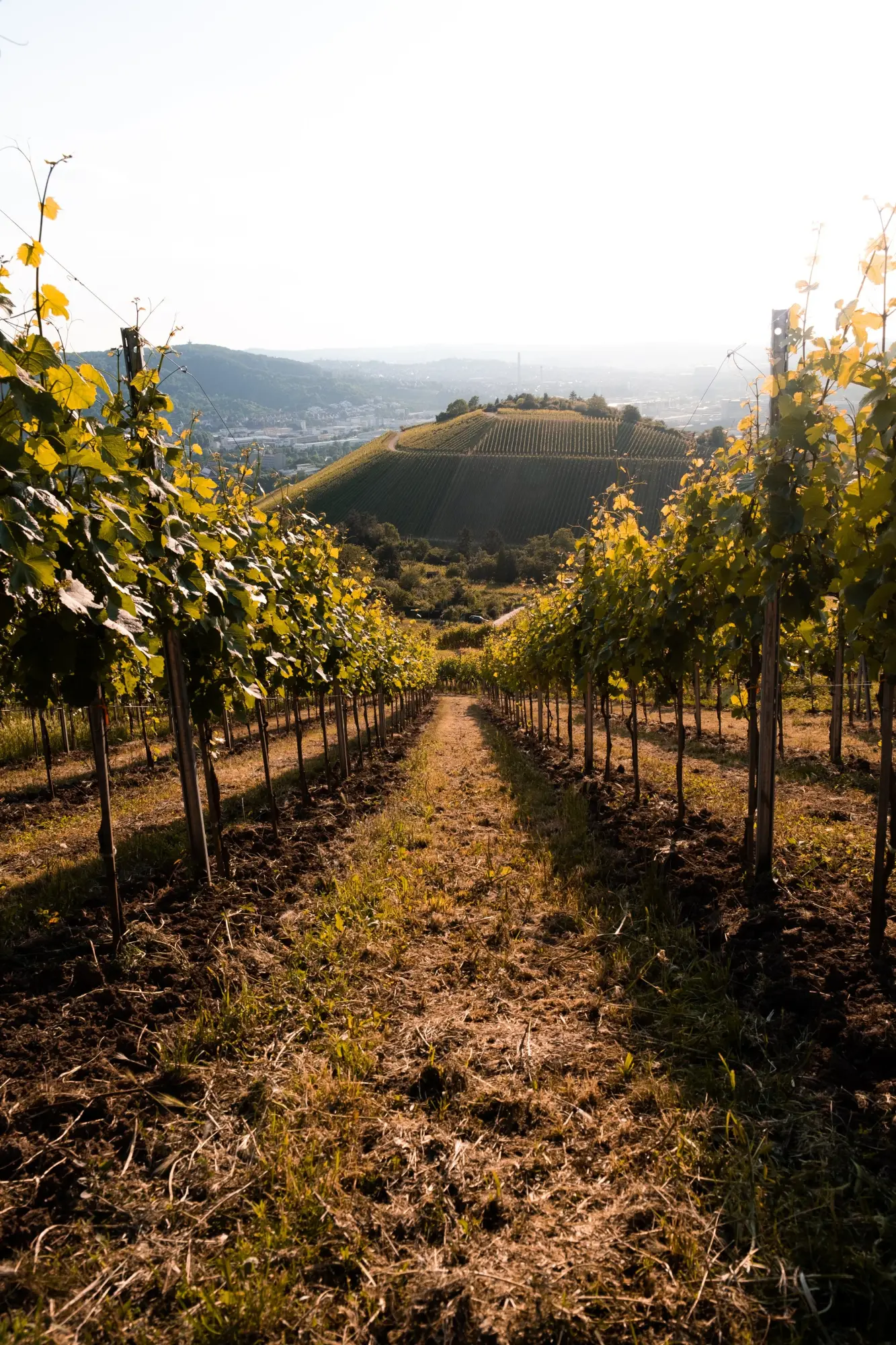 Weinberge am Hang